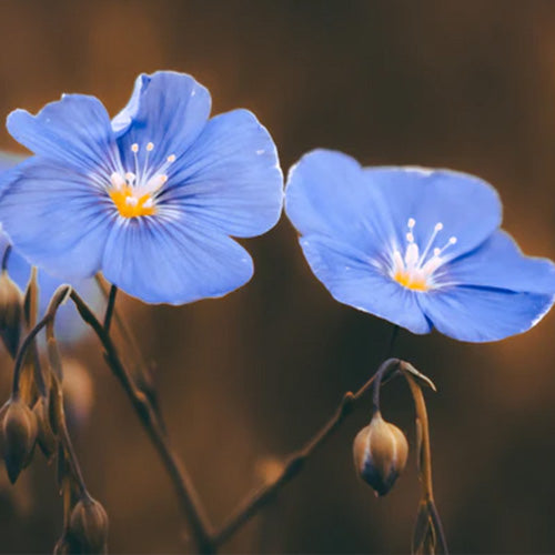 The Art of Linen: Crafting Luxury Bedding for the Discerning